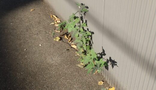 雑草や落ち葉が多いコインパーキングの利用を避けたほうが良い意外な理由